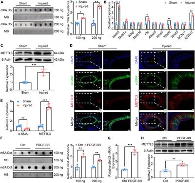 Methyltransferase like 3-mediated N6-methylatidin methylation inhibits vascular smooth muscle cells phenotype switching via promoting phosphatidylinositol 3-kinase mRNA decay